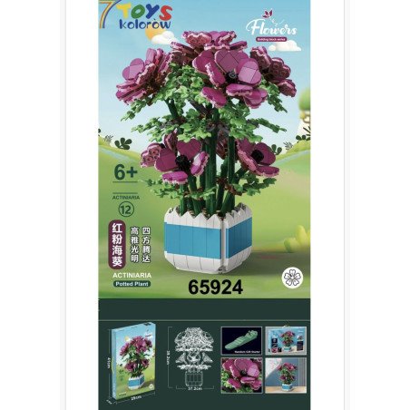 KLOCKI FLOWERS ACTINIARIA POTTED PLANT